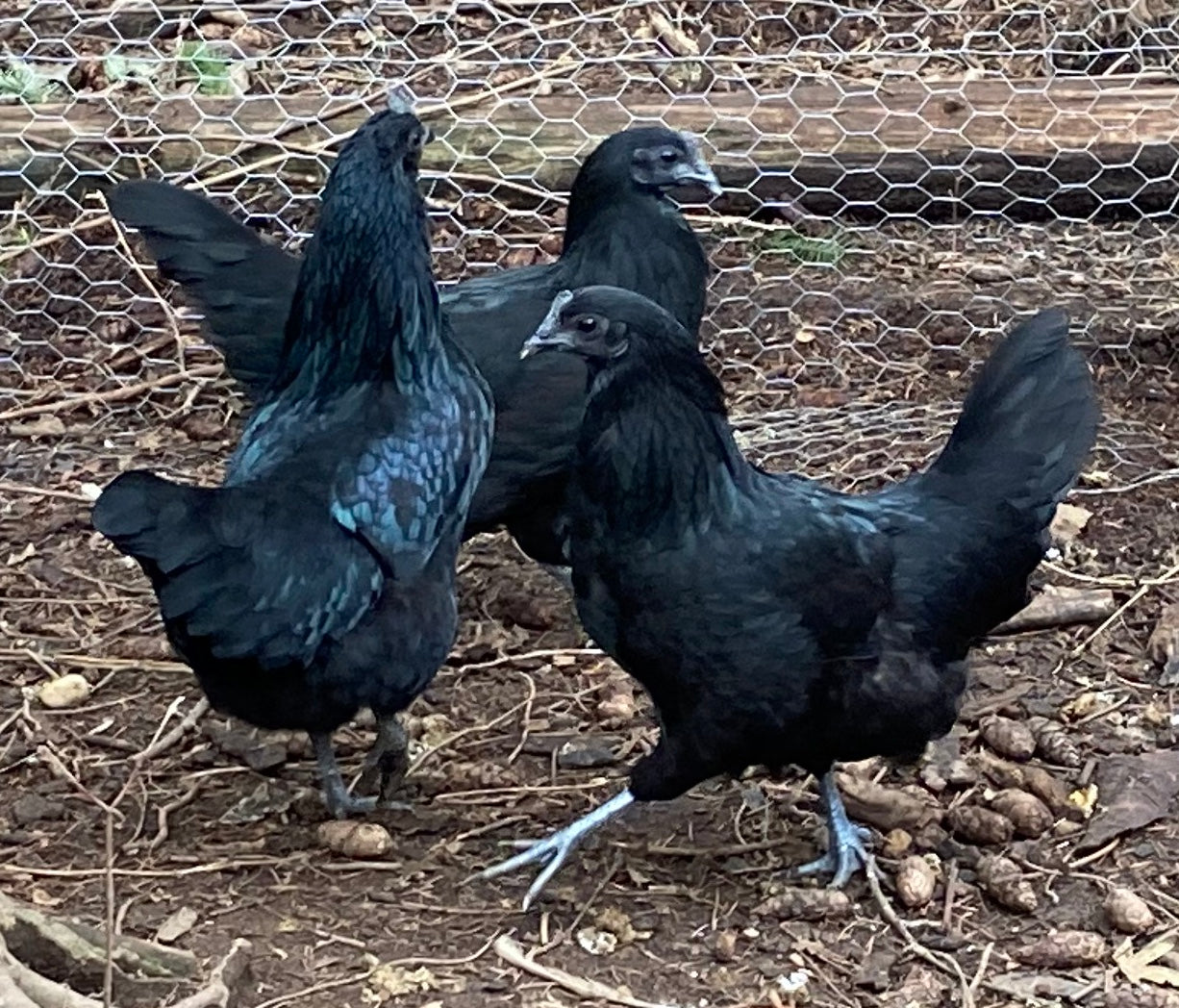 Svarthöna Chicks